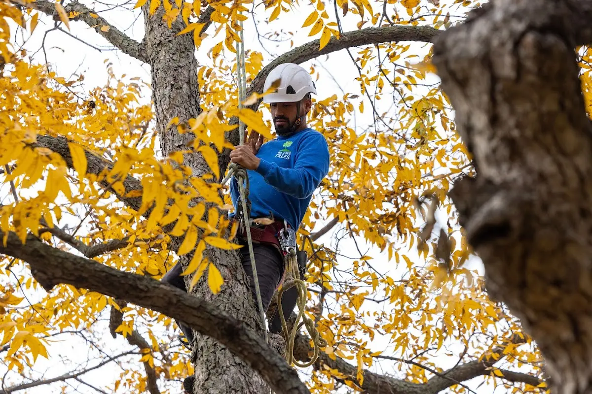 Skilled Tree Planting crew working in Williamston